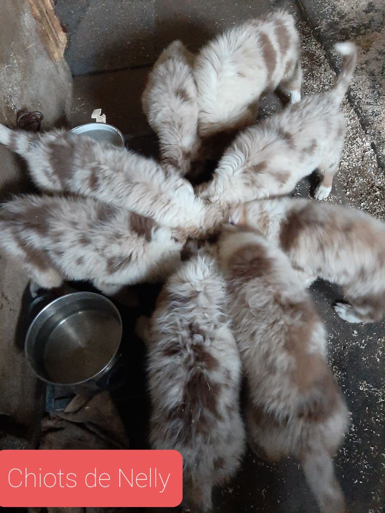 de la chevrerie de cras -  PORTEE de chiots rouge merle pour Nelly et Poséidon 