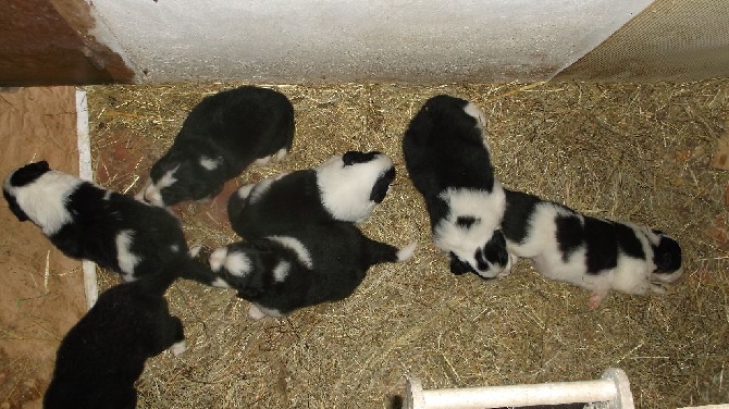 de la chevrerie de cras - NAISSANCE DE CHIOTS BERGERS AUSTRALIENS