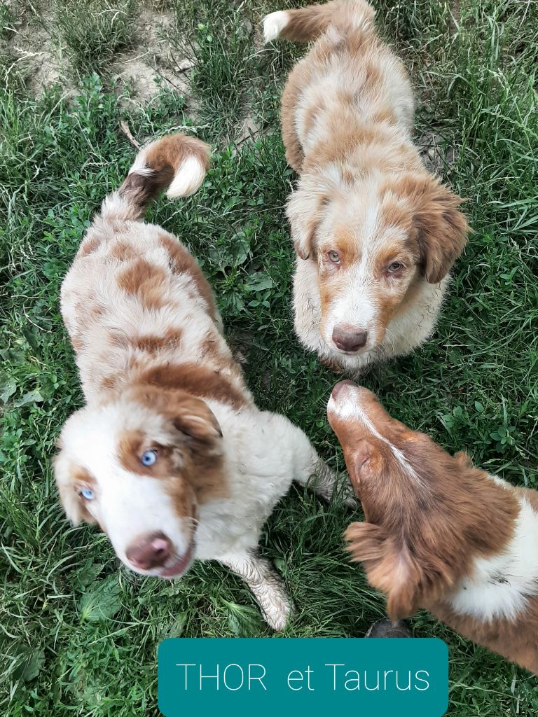 Portes ouvertes Weekend Pentecôte Pour Adoption chiots Australiens