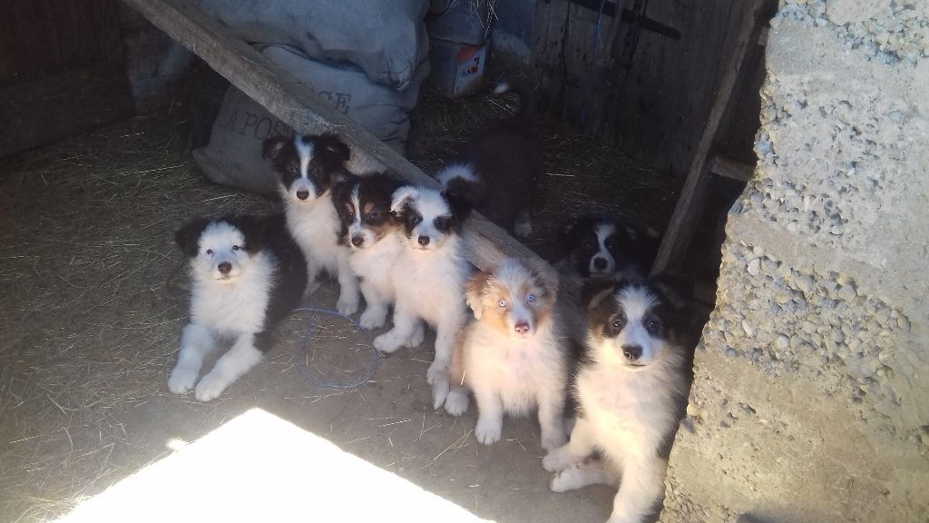 CHIOT ADOPTES EN 2019
