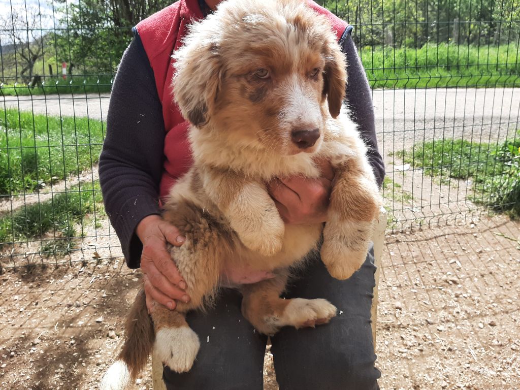 de la chevrerie de cras - Chiots disponibles - Berger Australien