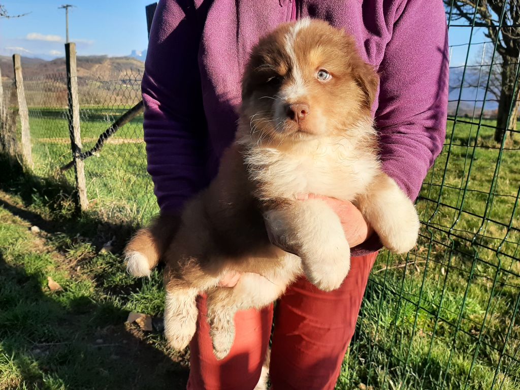 de la chevrerie de cras - Chiots disponibles - Berger Australien