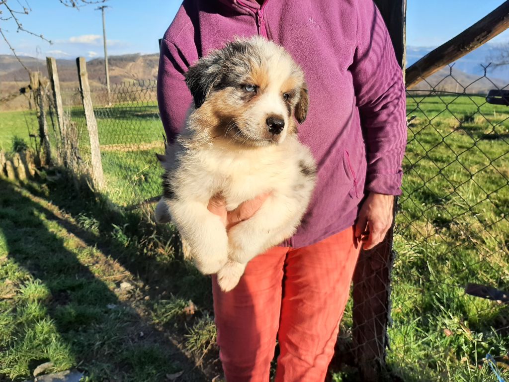 de la chevrerie de cras - Chiots disponibles - Berger Australien