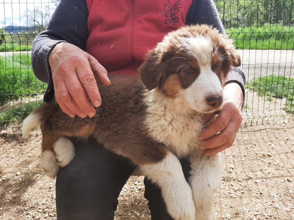 de la chevrerie de cras - Chiots disponibles - Berger Australien