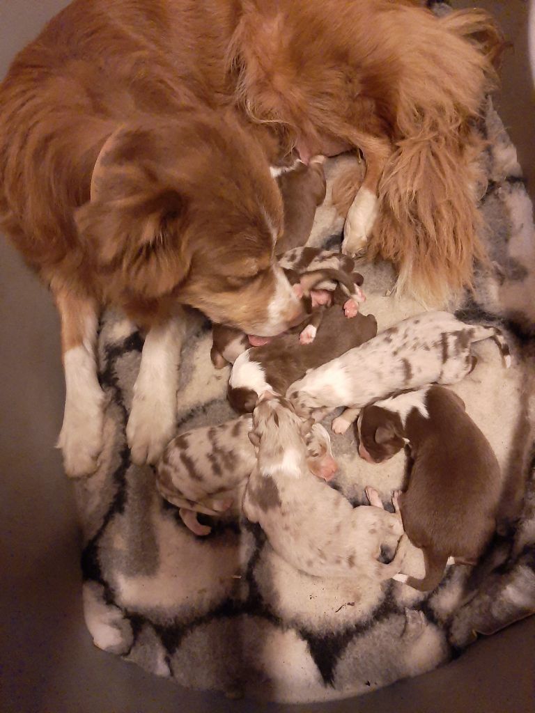 Chiot Berger Australien de la chevrerie de cras